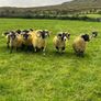 Lanark rams Image 5