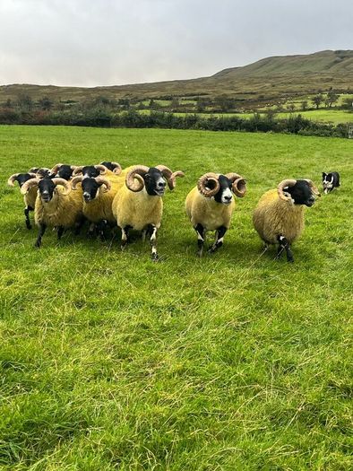 Lanark rams