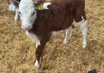 Hereford heifer calves