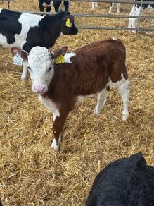 Hereford heifer calves