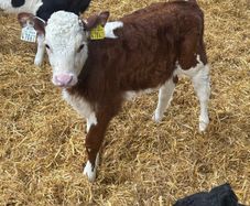 Hereford heifer calves