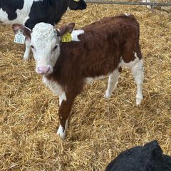 Hereford heifer calves