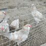 Araucana cockerels Image 3