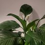 Peace lily 24cm Image 2