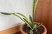 Plant