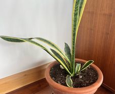 Plant