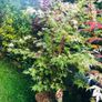 Japanese Acer Image 4