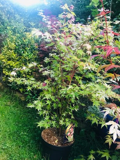 Japanese Acer