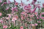 Pink Japanese Anemone