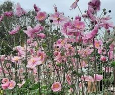 Pink Japanese Anemone