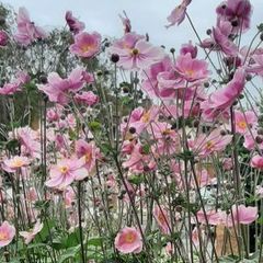Pink Japanese Anemone