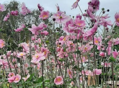 Pink Japanese Anemone