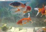 fish and pleco