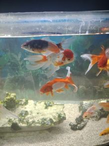 fish and pleco