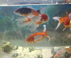 fish and pleco