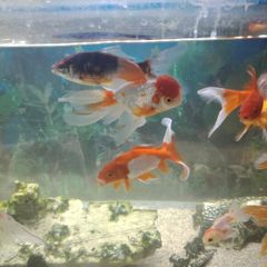 fish