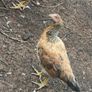 chickens Image 4