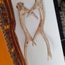 deer antlers Image 4