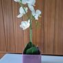 Silk Orchid Image 2