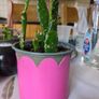 cactus plant Image 3