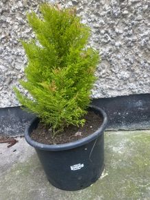 conifer wilma goldcrest