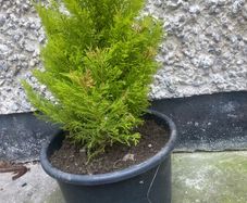 conifer wilma goldcrest