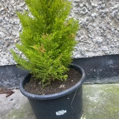 conifer wilma goldcrest