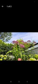 garden plants