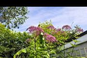 garden plants