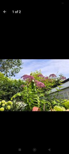 garden plants