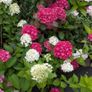 Hydrangea Polar Bear Image 3