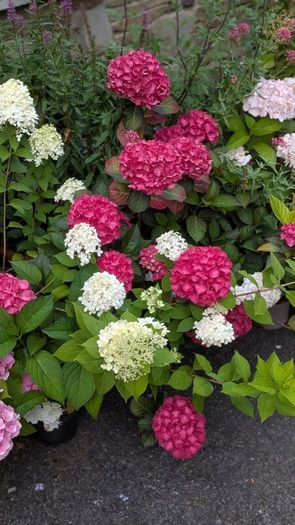 Hydrangea Polar Bear