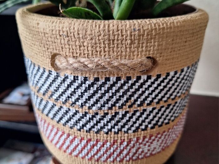 Healthy Sansevieria Cylindrica (African Spear) in  Ethnic  Pot