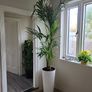kentia planter Image 4