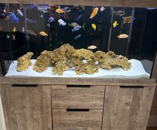 fish tank 300L malawi fish full set