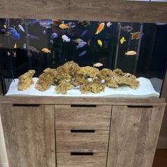 fish tank 300L malawi fish full set