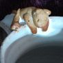 Griggs Studio Pottery - Jug - Small Bear Image 7