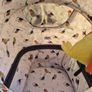 Cosatto WOW pram and pushchair bundle Image 6