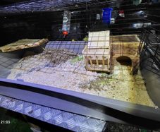 XXLarge  guinea pig & rabbit cage