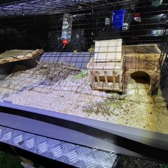 XXLarge  guinea pig & rabbit cage