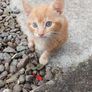 Kitten to adopted Image 2