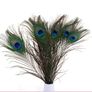 Real Peacock Feathers Image 4