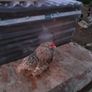 Poultry Image 3