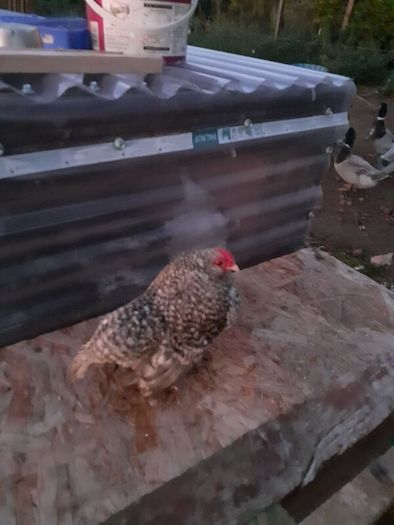 Poultry