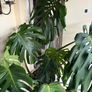 Large Healthy Monstera Deliciosa (Swiss Cheese Plant) in Ceramic Pot Image 4