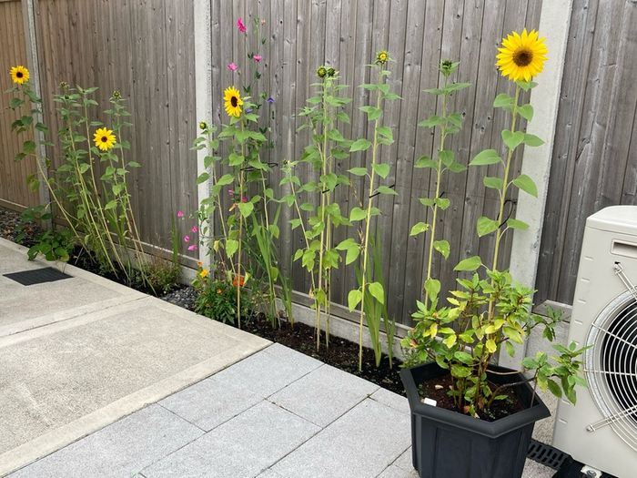 Sunflower plants