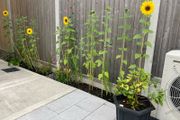 Sunflower plants
