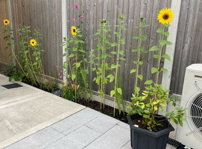 Sunflower plants