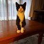 Kittens Image 7