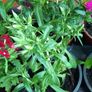 Plants Sweet William Image 2